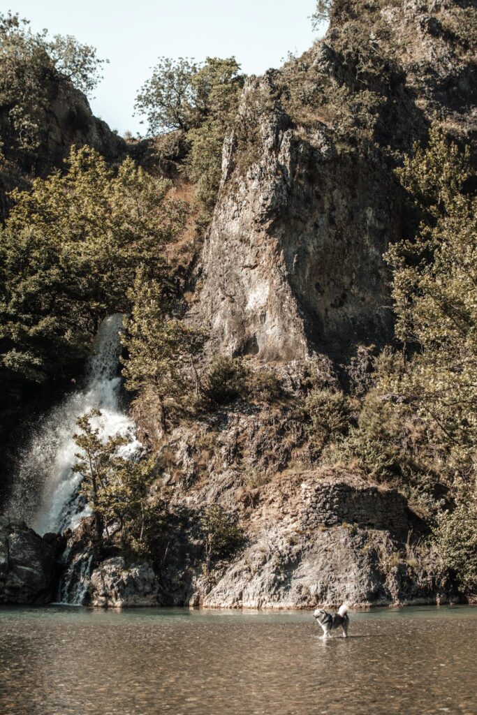 Siberian husky cooling in a serene mountain lake beside a cascading waterfall.